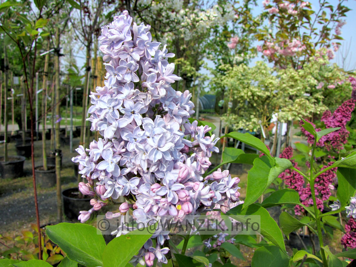 Syringa vulgaris Michel Buchner 02.JPG